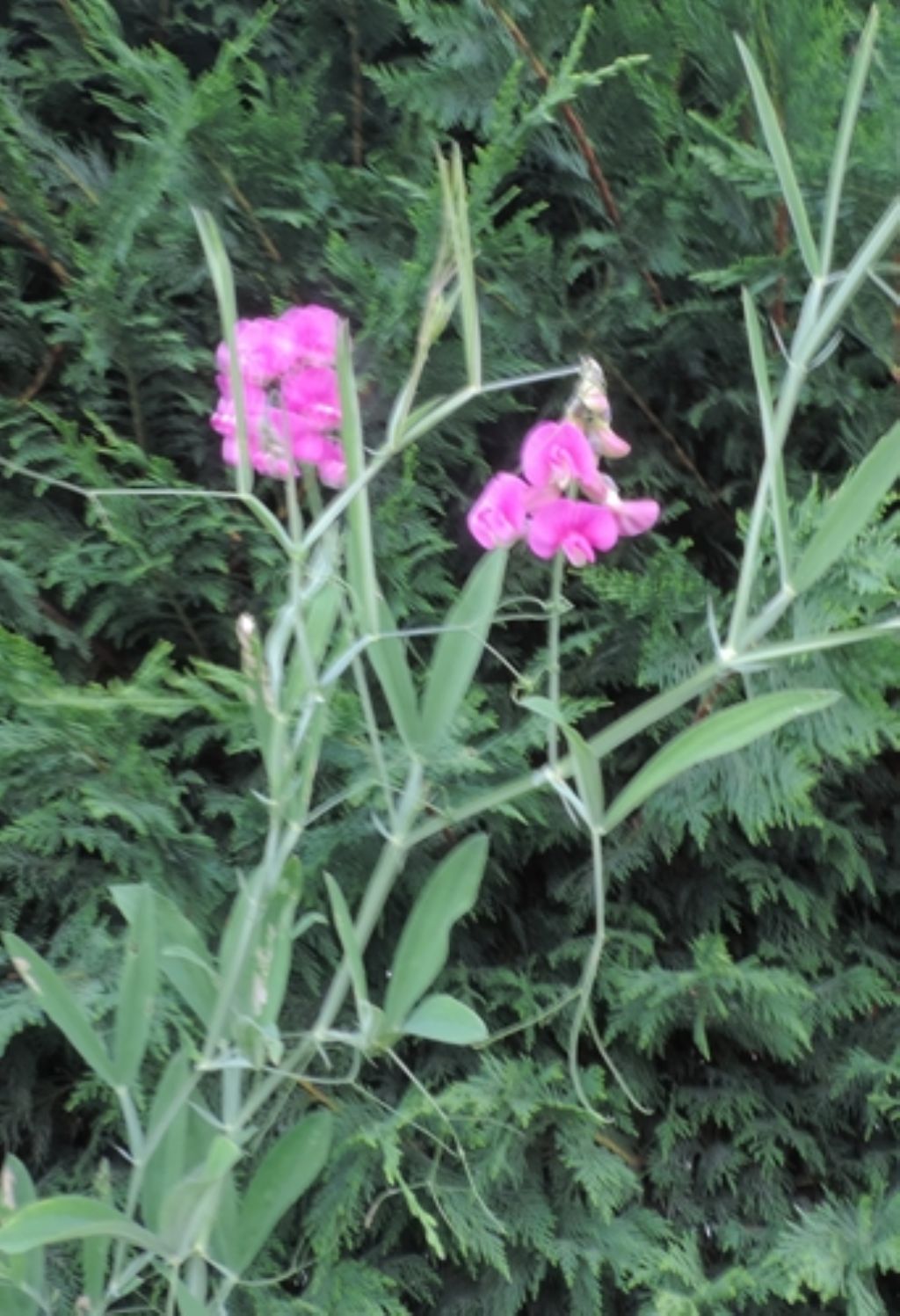 rampicante: Lathyrus sp. (Fabaceae)